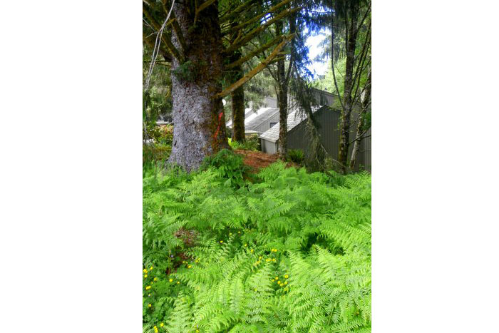 Palisades Condos Buildings and Landscaping