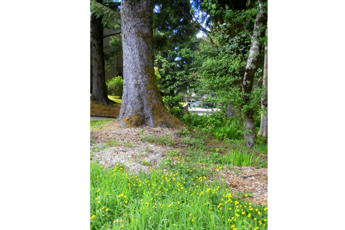 Palisades Condos Buildings and Landscaping