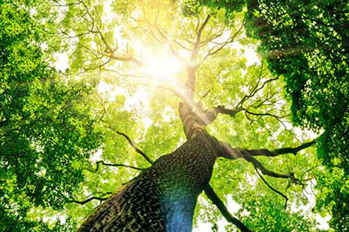 Palisades Condos Buildings and Landscaping